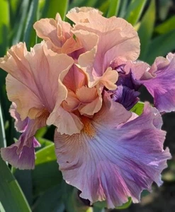 'Chasing Rainbows' TB Iris Rizoma PREVENDITA per spedizione luglio, agosto e 25 settembre - Foto 1 di 3