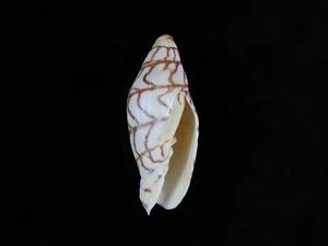 Sea Shell Volutoconus bednalli 97,2 mm ID#9484 - Imagen 1 de 3