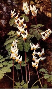 PANTALONES HOLANDESES Flores Postal - Imagen 1 de 2