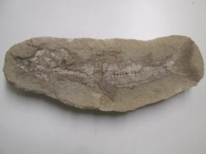 Fossiler Fisch, 31 cm, Versteinerung in Felsstück . - Bild 1 von 8