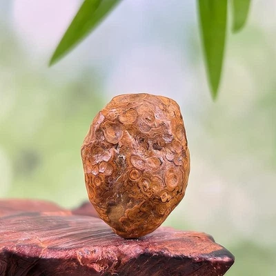 China Innere Mongolei Gobi grober Achat Präparat - Bild 1 von 2