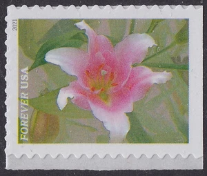 US 5565 Garden Beauty Pink & White Sacred Lotus F single MNH 2021 - Picture 1 of 1