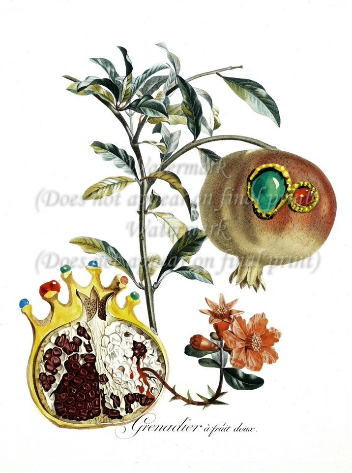 SALVADOR DALI Botanical Art Poster or Canvas Print "Grenadier a fruit deux" - Image 1 of 1