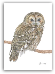 TAWNY OWL WILDLIFE GREETING CARD - Print From Original Drawing By Joanne T Kell - Picture 1 of 2
