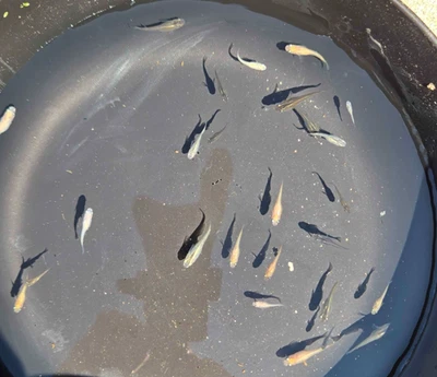 5+1 Free Assorted MEDAKA Juvenile/Japanese Rice Fish - Image 1 of 3