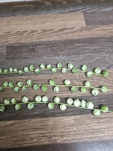 Variegated String of Pearls 3x 10cm Cuttings | Senecio Rowleyanus Variegata | - Picture 1 of 5