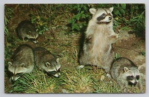 Family of Raccoon Postcard - Picture 1 of 2