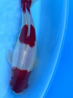 IMPORTED CHINESE AAA-GRADE SUMO BODY 6" SCARLET RED & SNOW WHITE 3-STEP WAKIN - Image 1 of 4