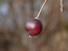 Hackberry, improved, large-fruit and frost hardy (Celtis sp. ) - 10 seeds