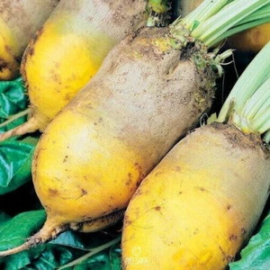 Beet fodder Ursus Poly 50 PCS / 500 PCS fresh seeds, Beta vulgaris L. ssp. seeds - Picture 1 of 8
