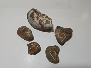 Lote de 5 piedras relámpagos septarianos Michigan 15,7 oz. Lote Envío Gratis #4 - Imagen 1 de 5