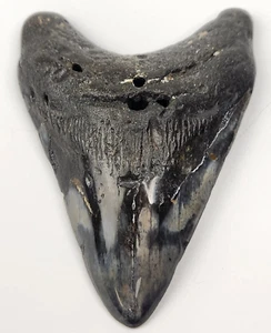 Polished Megalodon 4.3" Shark Tooth Fossil - Atlantic Coast, SC - Picture 1 of 9