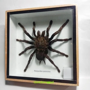 Real Spider Insect Rare Beetle Wood Frame Taxidermy Delve into Study Perfect Bug - Picture 1 of 6