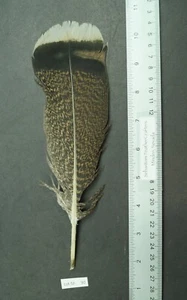 Lote de plumas de cola central de pavo bronce punta blanca ~9"-SF 90 - Imagen 1 de 3