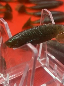 20 Pcs 2 “ paddle tail swimbait Watermelon - Picture 1 of 4