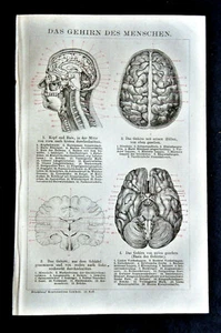 1894.OLD LITOGRAFIA.IL CERFVELLO UMANO - DAS GEHIRN DES MENSCHEN.Brockhaus.ETNA - Bild 1 von 1