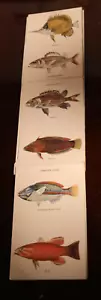1910s Fishes Of Hawaii Aquarium At Honolulu complete set of 11 Antique Postcards - Picture 1 of 12