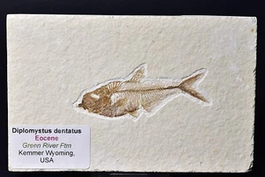 FISH FOSSIL, DIPLOMYSTUS DENTATUS, GREEN RIVER FTM, USA F592 - Imagen 1 de 5