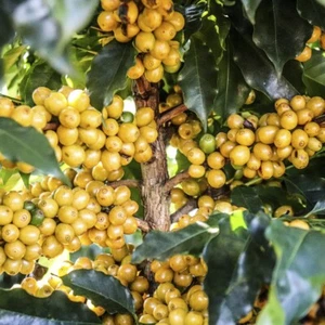 120+ Yellow Bourbon Coffee Seedss (Coffea sp.) Coffee Bean - Picture 1 of 7