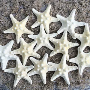 10* White Knobby Star Fish Natural Dried Starfish Sea Star Wedding Home Decors  - Picture 1 of 9