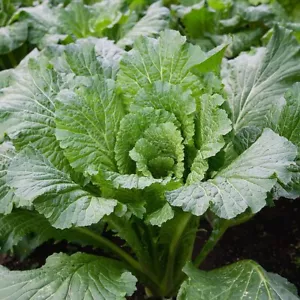 1/4 Lb Michihili Chinese Cabbage Seeds - Everwilde Farms Mylar Seed Packet - Picture 1 of 2