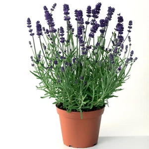 Lavanda (Lavandula angustifolia) 3 Piantine in Vaso | Fioritura Estiva Profumata - Imagen 1 de 2