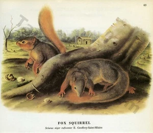 1968 John James & John Woodhouse Audubon FOX SQUIRREL Book Page Art (1450) - Picture 1 of 1
