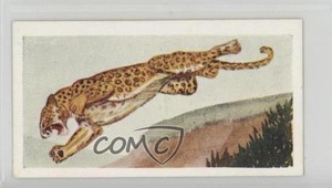 1954 Neilson's Chocolate Interesting Animals Leopard #6 0j8f
