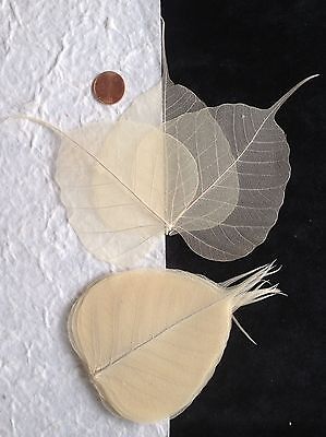 25 Natural Leaf Po Bo Banyan Skeleton Leaves Cards Candles Crafts Soaps Medium  • 3.09$