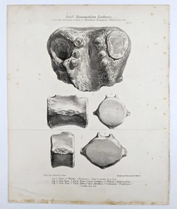 Antiguo libro ilustración fósiles de mamíferos marinos de Martha's Vineyard 1845 - Imagen 1 de 4