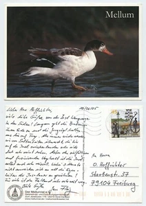 121080 - Mellum - Ente - Ansichtskarte, gelaufen - Bild 1 von 1