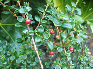 Ugni molinae Chilean Guava Strawberry Myrtle Myrtus British Grown Multi Buy Dis