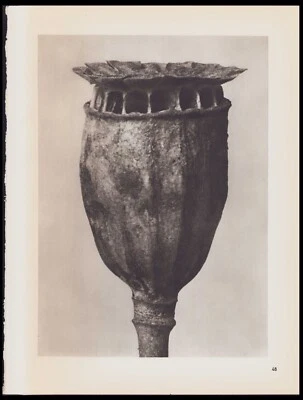 1942 Karl Blossfeldt Wunder in der Nature Fotograbado Papaver, Amapola #48 Foto 1 de 3
