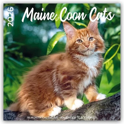 FLECHSIG VERLAG Maine Coon Cats - Main Coon Katzen 2026 - 18-Monatskalender - Original Plenty Gi