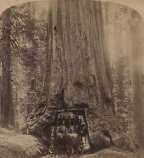 Horse Drawn Carriage thru Wawona, Mariposa Grove CA Underwood Stereoview 1894