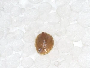 CREPIDULA ONYX FANTASTIC - Picture 1 of 2