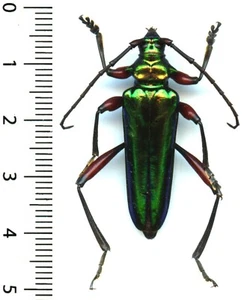 Cerambycidae - MECOSASPIS MAPANJAE - Entomologie . insecte 1643E - Bild 1 von 1