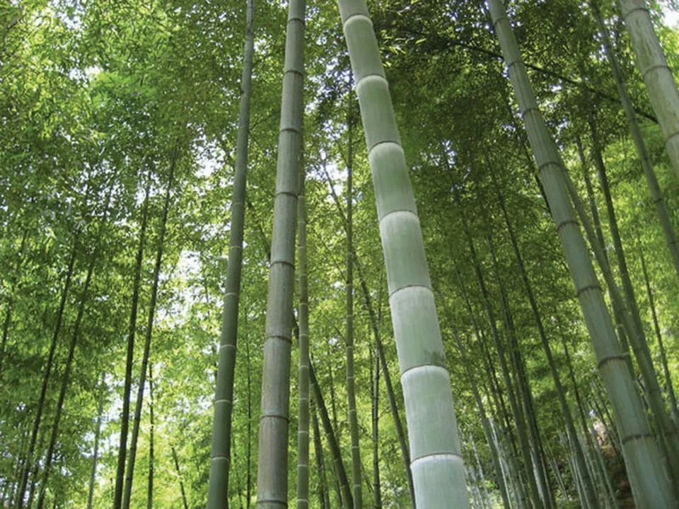 BAMBU MOSO GIGANTE Phyllostachys pubescens 30 Semillas - seeds