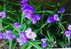 Plant 20 Spiderwort Tradescantia Plant Bare Root Rhizome Bulb Perennial Purple - Picture 1 of 2