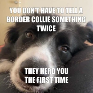  Border Collie  dog  fridge magnet 3 1/2 X 3 1/2 " Made in the USA - Picture 1 of 1