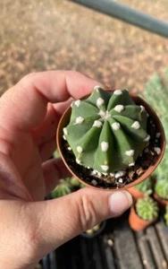 Easter Lily Cactus ( Medium) - Picture 1 of 1