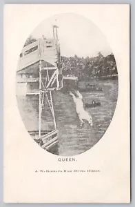 Anfang 1900 J.W. Gorman's Diving Arabian Horse, Carnival Attraction UNP Postkarte - Bild 1 von 4