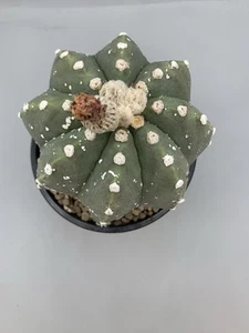 Astrophytum Hakun vaso 14, 8 costolature Maculata Verde Fiore Arancio - Imagen 1 de 6