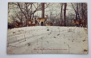 Postcard Deer in Minnehaha Park Snow Winter Minnesota MI 1915 H211 - Picture 1 of 2