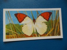 Great Britain Brooke Bond original 1964 teacard "Butterflies of the World" No.14