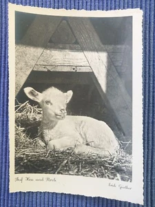 Postal antigua postal postal sobre heno y paja cordero oveja establo Erich Günther - Imagen 1 de 2