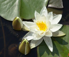 Nymphaea Gladstoniana größte weiße Seerose,  Wasserstand bis 150 cm