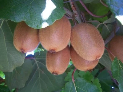 KIWI FRUIT HEIRLOOM FRUITING 1000 SEEDS ACTINIDIA SWEET TASTING VERY HIGH YIELDS - Image 1 of 3