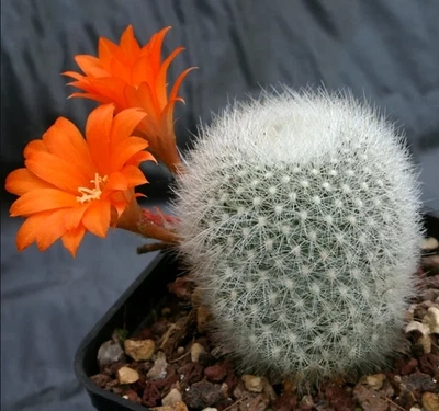 Rebutia Muscula 'Orange Snowball' Cactus Live Plant 2 Inch for Home Garden Decor - Image 1 of 4