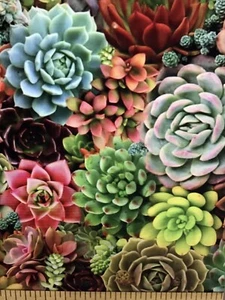Tessuto cotone 1 iarda colori succulente studio di Elisabetta 36”x42” - Foto 1 di 2